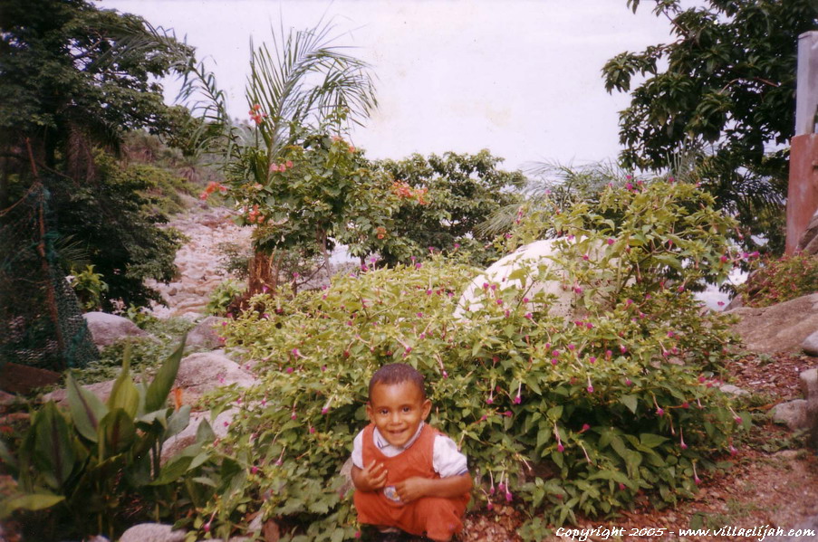 fleurs