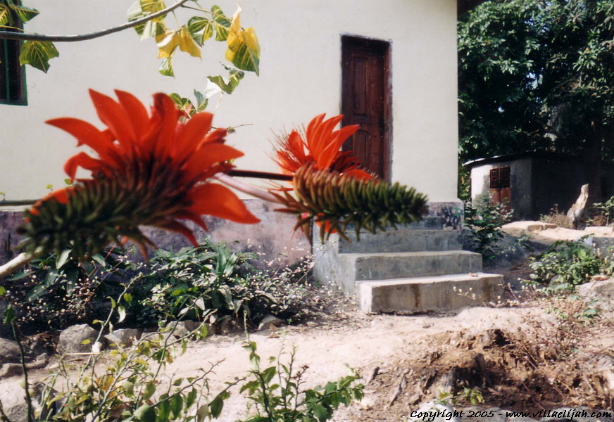 fleurs rouges