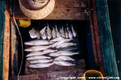 Ombrines