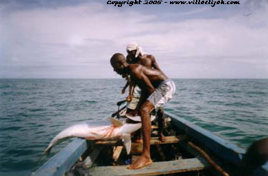 Tarpon